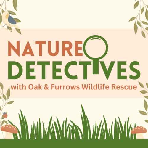 Nature Detectives - with Oak & Farrow Wildlife Rescue